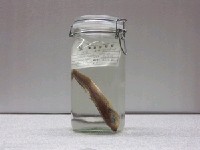 藏品(真鰺)的圖片